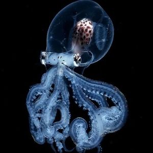 Meet your Posher, Dan